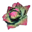 Repollo