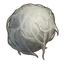Algodón cadavérico