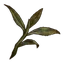 Hojas de té secas