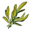 Marrentill