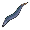 Pez cinturón crudo