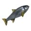 Arenque crudo