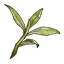 Hojas de té