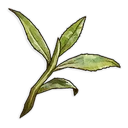 Hojas de té